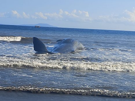Ket poto: Ikan Paus ditemukan terdampar di Pesisir Pantai Nusasari
