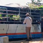 Ket poto: Petugas cek kesehatan sapi sebelum diberangkatkan ke luar Bali