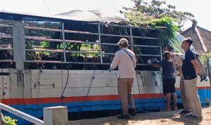 Ket poto: Petugas cek kesehatan sapi sebelum diberangkatkan ke luar Bali