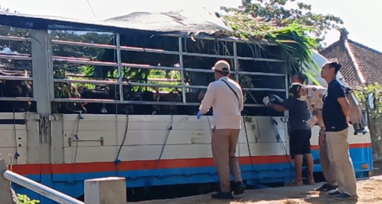 Ket poto: Petugas cek kesehatan sapi sebelum diberangkatkan ke luar Bali
