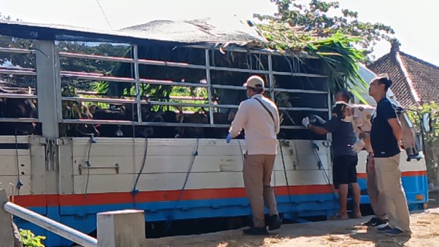 Ket poto: Petugas cek kesehatan sapi sebelum diberangkatkan ke luar Bali
