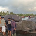Ket poto: Proses nekropsi bangkai paus sperma di Pesisir Pantai Nusasari