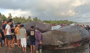 Ket poto: Proses nekropsi bangkai paus sperma di Pesisir Pantai Nusasari