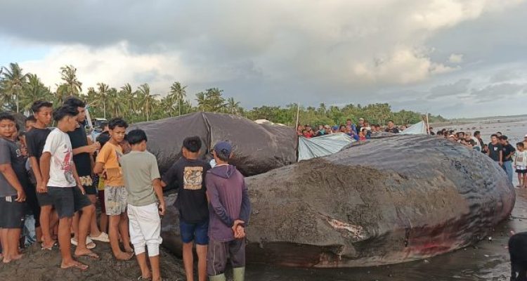 Ket poto: Proses nekropsi bangkai paus sperma di Pesisir Pantai Nusasari