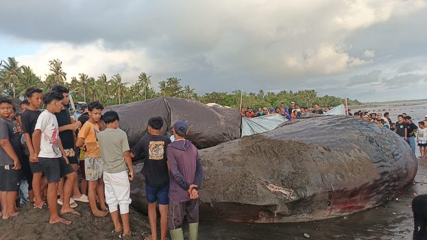 Ket poto: Proses nekropsi bangkai paus sperma di Pesisir Pantai Nusasari