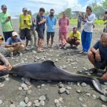 Ket poto: Prtugas Kepolisian cek lumba-lumba yang ditemukan terdampar di Pantai Yehsumbul. Ket poto: Prtugas Kepolisian cek lumba-lumba yang ditemukan terdampar di Pantai Yehsumbul.