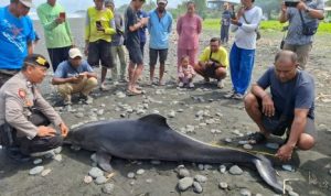 Ket poto: Prtugas Kepolisian cek lumba-lumba yang ditemukan terdampar di Pantai Yehsumbul.