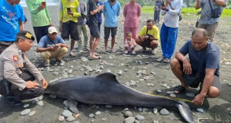 Ket poto: Prtugas Kepolisian cek lumba-lumba yang ditemukan terdampar di Pantai Yehsumbul.