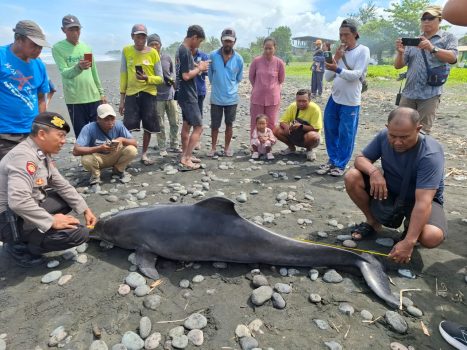 Ket poto: Prtugas Kepolisian cek lumba-lumba yang ditemukan terdampar di Pantai Yehsumbul.