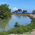 Ket poto: Lokasi Tambak Udang Vaname di Desa Candikusuma