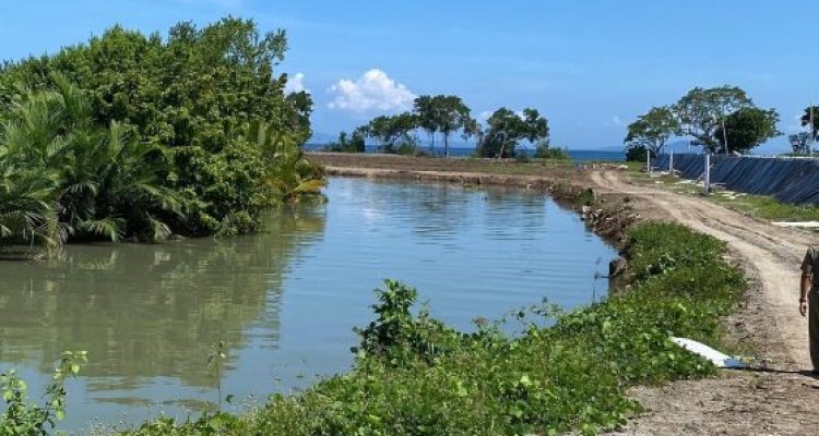Ket poto: Lokasi Tambak Udang Vaname di Desa Candikusuma Ket poto: Lokasi Tambak Udang Vaname di Desa Candikusuma