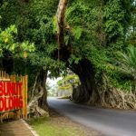 Ket poto: Wisata Bunut Bolong Kecamatan Pekutatan, Jembrana