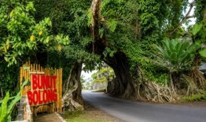 Ket poto: Wisata Bunut Bolong Kecamatan Pekutatan, Jembrana