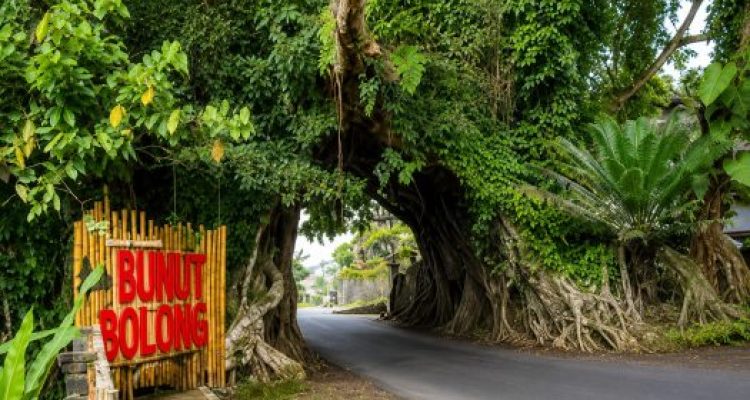Ket poto: Wisata Bunut Bolong Kecamatan Pekutatan, Jembrana