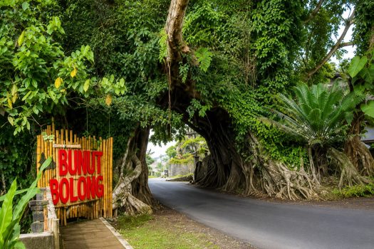 Ket poto: Wisata Bunut Bolong Kecamatan Pekutatan, Jembrana