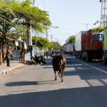 Ket Poto: Sapi Kurban terlepas saat mau disembelih di Kelurahan Gilimanuk