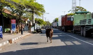 Ket Poto: Sapi Kurban terlepas saat mau disembelih di Kelurahan Gilimanuk