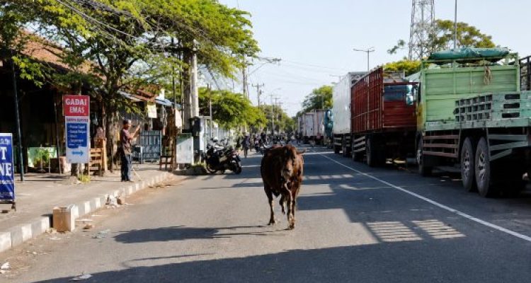 Ket Poto: Sapi Kurban terlepas saat mau disembelih di Kelurahan Gilimanuk