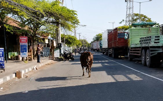 Ket Poto: Sapi Kurban terlepas saat mau disembelih di Kelurahan Gilimanuk