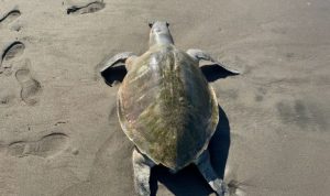Ket poto: Bangkai penyu lekang ditemukan di Pantai Yehembang