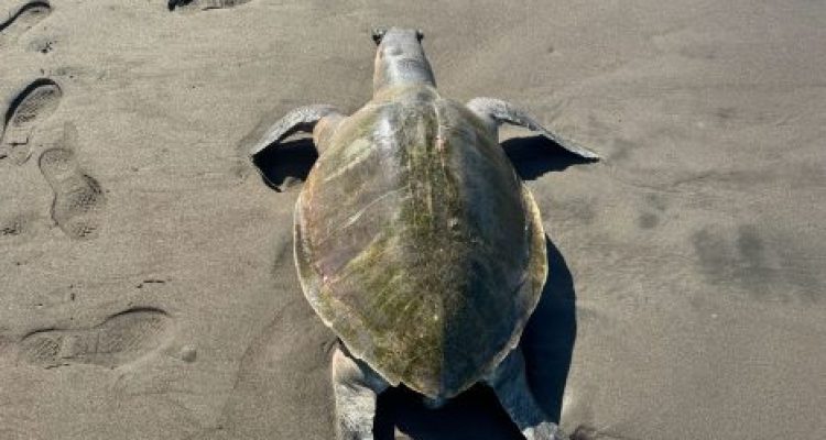 Ket poto: Bangkai penyu lekang ditemukan di Pantai Yehembang