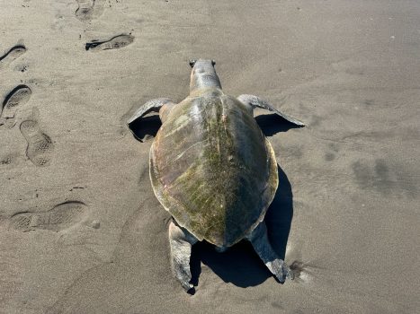 Ket poto: Bangkai penyu lekang ditemukan di Pantai Yehembang