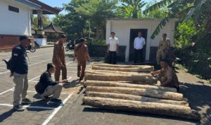 Ket poto: Petugas kepolisian saat mengamankan barang bukti berupa kayu jati di Mapolres Jembrana
