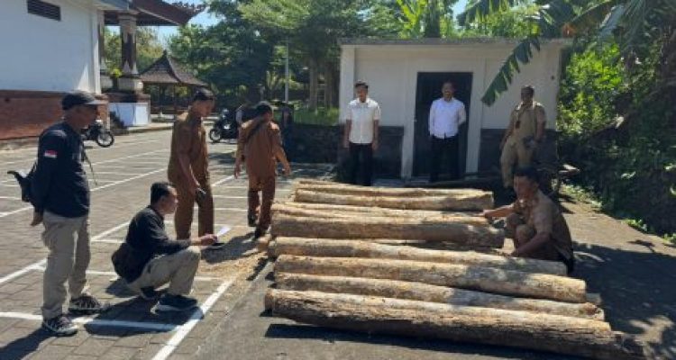 Ket poto: Petugas kepolisian saat mengamankan barang bukti berupa kayu jati di Mapolres Jembrana