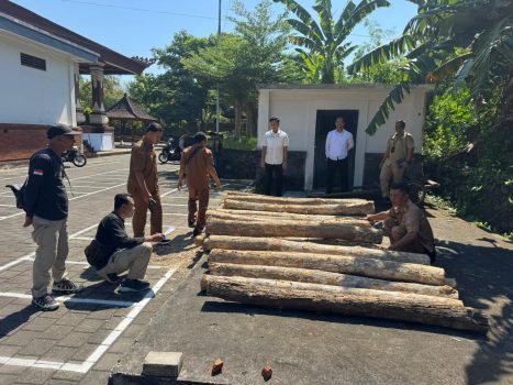 Ket poto: Petugas kepolisian saat mengamankan barang bukti berupa kayu jati di Mapolres Jembrana