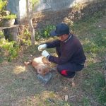 Ket poto: Petugas Keswan Kesmavet ambil sampel anjing yang dinyatakan posifit rabies
