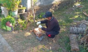 Ket poto: Petugas Keswan Kesmavet ambil sampel anjing yang dinyatakan posifit rabies