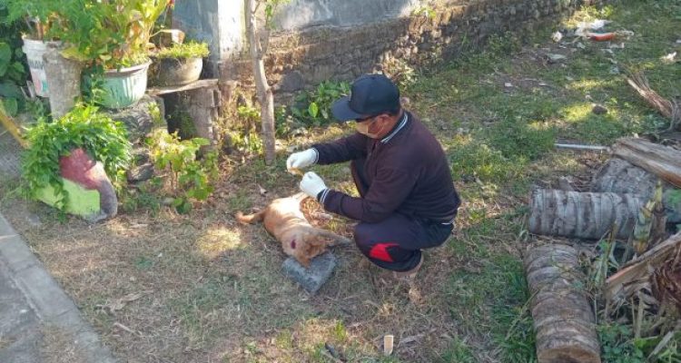 Ket poto: Petugas Keswan Kesmavet ambil sampel anjing yang dinyatakan posifit rabies