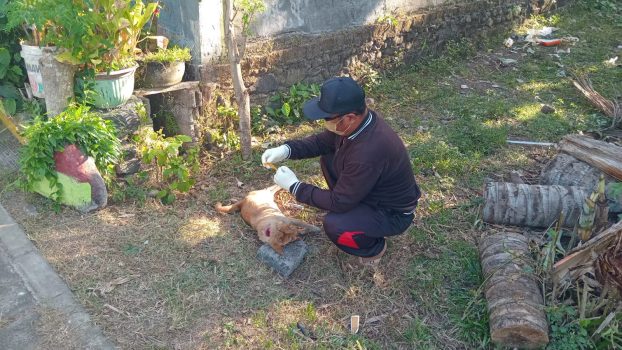 Ket poto: Petugas Keswan Kesmavet ambil sampel anjing yang dinyatakan posifit rabies