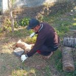 Ket poto: Petugas Keswan Kesmavet Jembrana mengambil sampel anjing diduga rabies setelah mengigit langsung mati