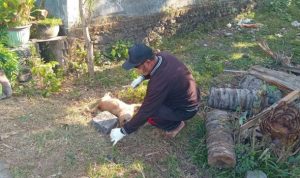 Ket poto: Petugas Keswan Kesmavet Jembrana mengambil sampel anjing diduga rabies setelah mengigit langsung mati