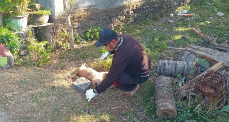 Ket poto: Petugas Keswan Kesmavet Jembrana mengambil sampel anjing diduga rabies setelah mengigit langsung mati