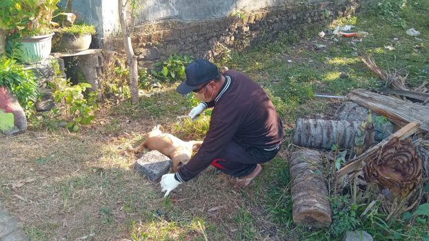 Ket poto: Petugas Keswan Kesmavet Jembrana mengambil sampel anjing diduga rabies setelah mengigit langsung mati