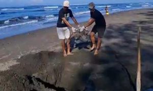 Ket poto: Penyu yang terdampar mati dikubur oleh warga di Perancak