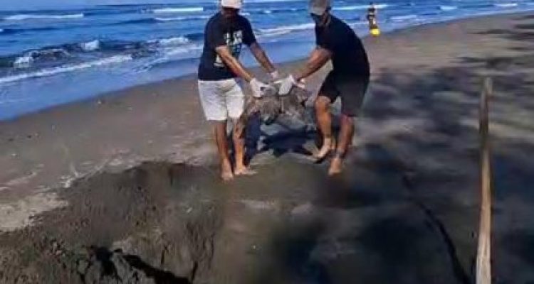 Ket poto: Penyu yang terdampar mati dikubur oleh warga di Perancak