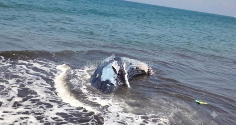 Ket poto: Bangkai Paus Bungkuk yang sempat dikubur 2 hari lalu kembali muncul di permukaan