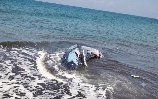 Ket poto: Bangkai Paus Bungkuk yang sempat dikubur 2 hari lalu kembali muncul di permukaan