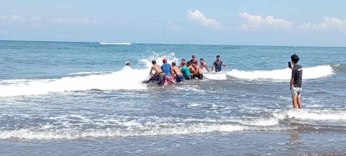 Ket poto: warga desa Perancak berusaha menyelamatkan ikan Paus yang terdampar di Pantai Perancak