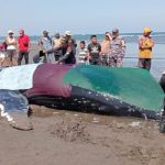 Ket poto: Petugas dan relawan menyiram paus bungkuk saat masih hidup di Pantai Perancak