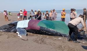 Ket poto: Petugas dan relawan menyiram paus bungkuk saat masih hidup di Pantai Perancak