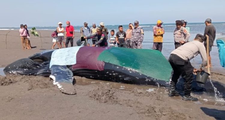 Ket poto: Petugas dan relawan menyiram paus bungkuk saat masih hidup di Pantai Perancak Ket poto: Petugas dan relawan menyiram paus bungkuk saat masih hidup di Pantai Perancak