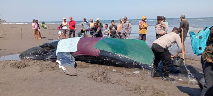 Ket poto: Petugas dan relawan menyiram paus bungkuk saat masih hidup di Pantai Perancak