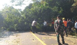 Ket poto: Petugas gabungan bersihkan pohon tumbang di Gilimanuk
