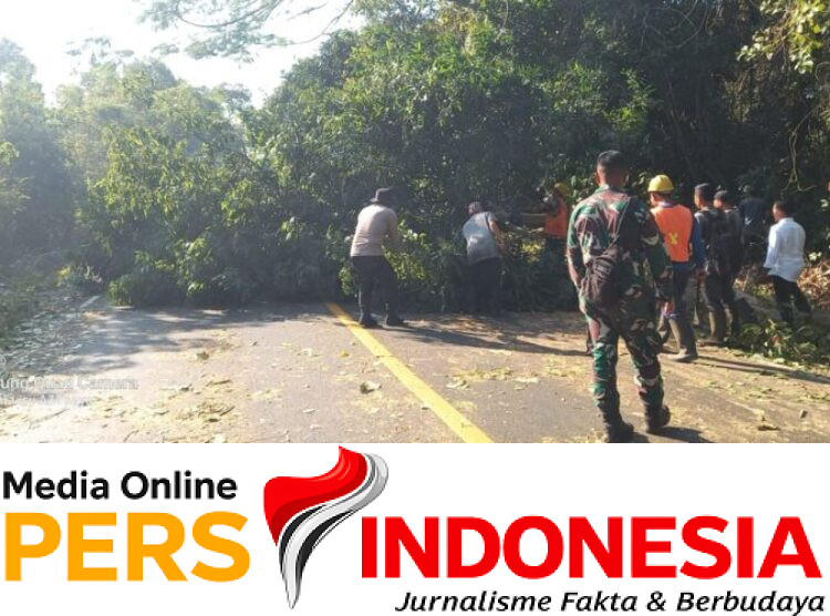 Ket poto: Petugas gabungan bersihkan pohon tumbang di Gilimanuk