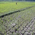 Ket poto: Salah satu sawah yang gagal panen akibat kekeringan Ket poto: Salah satu sawah yang gagal panen akibat kekeringan