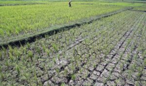 Ket poto: Salah satu sawah yang gagal panen akibat kekeringan Ket poto: Salah satu sawah yang gagal panen akibat kekeringan